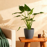 Green BoutiQ - Zimmerpflanzen - Alocasia Cucullata - Buddhas Hand - Pflegeleicht - Grün - 1 Pflanze - mit Übertopf Grau - Topf 21cm - Höhe 65-70cm