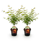 Green boutiQ - Terrassenpflanze - Japanischer Ahorn - Acer palmatum Orange Dream - Orange - 2 Pflanzen - Laubabwerfend - Topf 19cm Höhe 70cm