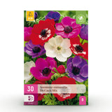 Green boutiQ - Blumenzwiebeln - Anemone de Caen mix - Verschiedene Farben - 30 Stück - Zwiebelgröße 5/6 - XXL Pack