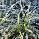 Green boutiQ - Ziergräser - Carex oshimensis Everest - Weiß und Grün - 2 Pflanzen - Immergrün - Pflegeleicht - Topf 17cm Höhe 50cm