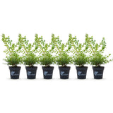 Green boutiQ - Buxushecke - BetterBuxus Babylon Beauty - Resistent gegen den Buchsbaumzünsler - 6 Pflanzen - 1 laufender Meter - Topf 13cm Höhe 30-35
