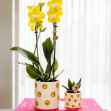 Kolibri Company | Pflanzenset Smiley | Gelbe Phalaenopsis Orchidee Albenga Ø9cm und Sukkulente inkl. Keramik-Ziertöpfe