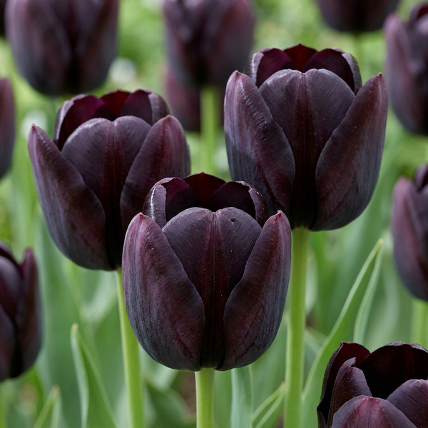 Tulipe noire - calibre 10/11