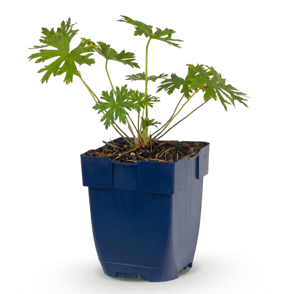Géranium vivace Johnson's Blue - H 15-25 cm, pot Ø11 cm - photo 14