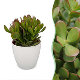 Crassula ovata avec cache-pot blanc - Arbre de jade