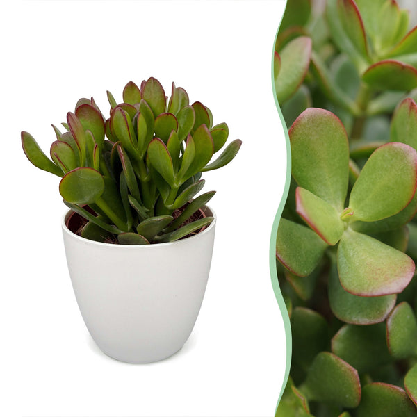 Crassula ovata avec cache-pot blanc - Arbre de jade