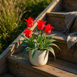 Green boutiQ - Blumenzwiebeln - Tulpe Greigii Rot - Farbe Rot - 15 Stück - Zwiebelgröße 11/12 - XXL Pack