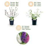Green boutiQ - Gartenpflanze - Buddleja davidii Tricolour - Schmetterlingsstrauch - Winterhart - Blau - Rosa - Weiß - 3 Pflanzen - Topf 17cm - Höhe 45cm