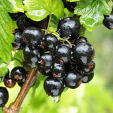 Cassissier Ben Nevis - Ribes nigrum - 2 plants - H 50 cm, pot Ø15 cm