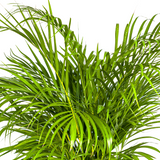 Dypsis Areca Lutescens mit Topf Ø24cm - ↕120 - 140cm