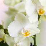 Kolibri Orchids | Weißes Orchideen-Set im Dekotopf Diabolo Twin | 2 x weiße Lausanne-Orchideen Ø9cm