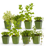Green boutiQ - Staudenbeet-Paket - Teekräuter - 8 Stauden - 1 m2 - Verschiedene Farben - Wenig Pflege - Topf 11cm