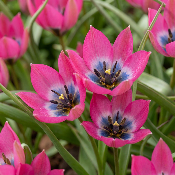 Tulipe botanique Little Beauty