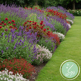 Green boutiQ - Staudenbeet-Paket - Duftend - 24 Stauden - 3 m² - Verschiedene Farben - Pflegeleicht - Topf 11cm