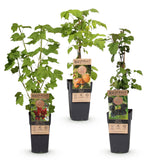 Petits fruits en mélange groseille, mûre et framboise - H 50 cm, pot Ø15 cm
