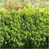 1 Meter Buxus Sempervirens Hecke - ↕ 20 cm - 6 x Ø12 cm