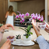 Orchidée Phalaenopsis rose et violette Diamond El Salvador avec cache-pot Horizon blanc - H 40 cm, pot Ø9 cm