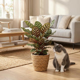 Green boutiQ – Zimmerpflanze – Pfauenpflanze – Calathea Makoyana – Grün – Pflegeleicht – 1 Pflanze – mit Korb – Topf 19cm – Höhe 70cm