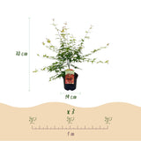 Green boutiQ - Terrassenpflanze - Japanischer Ahorn - Acer palmatum Pink Dwarf - Rosa - 2 Pflanzen - Laubabwerfend - Topf 19cm Höhe 70cm