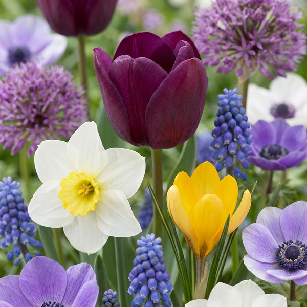 Mélange de bulbes de printemps, grande quantité