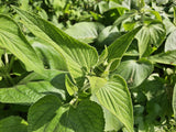 Phlomis russeliana en godet - Phlomis de Russell - H 10-25 cm, pot Ø9 cm - photo 6