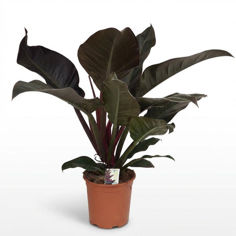 Green boutiQ - Zimmerpflanze - Philodendron - Philodendron Imperial Red - Rot - Wenig Pflege - 1 Pflanze - Topf 19cm - Höhe 60cm