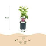 Green boutiQ - Gartenpflanze - Syringa vulgaris Ludwig Spath - Gemeiner Flieder - Winterhart - Violett - 1 Pflanze - Topf 17cm - Höhe 45cm