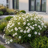Aster nain blanc - H 15-25 cm, pot Ø11 cm