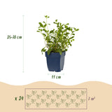 Green boutiQ - Beetpaket - Bodendecker - 24 Stauden - 3 m2 - Diverse Farben - Wenig Pflege - Topf 11cm