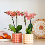 Kolibri Company | Pflanzset Poppy Orange Orchideen | Orange Orchidee Bolzano inkl. Keramik-Übertöpfen