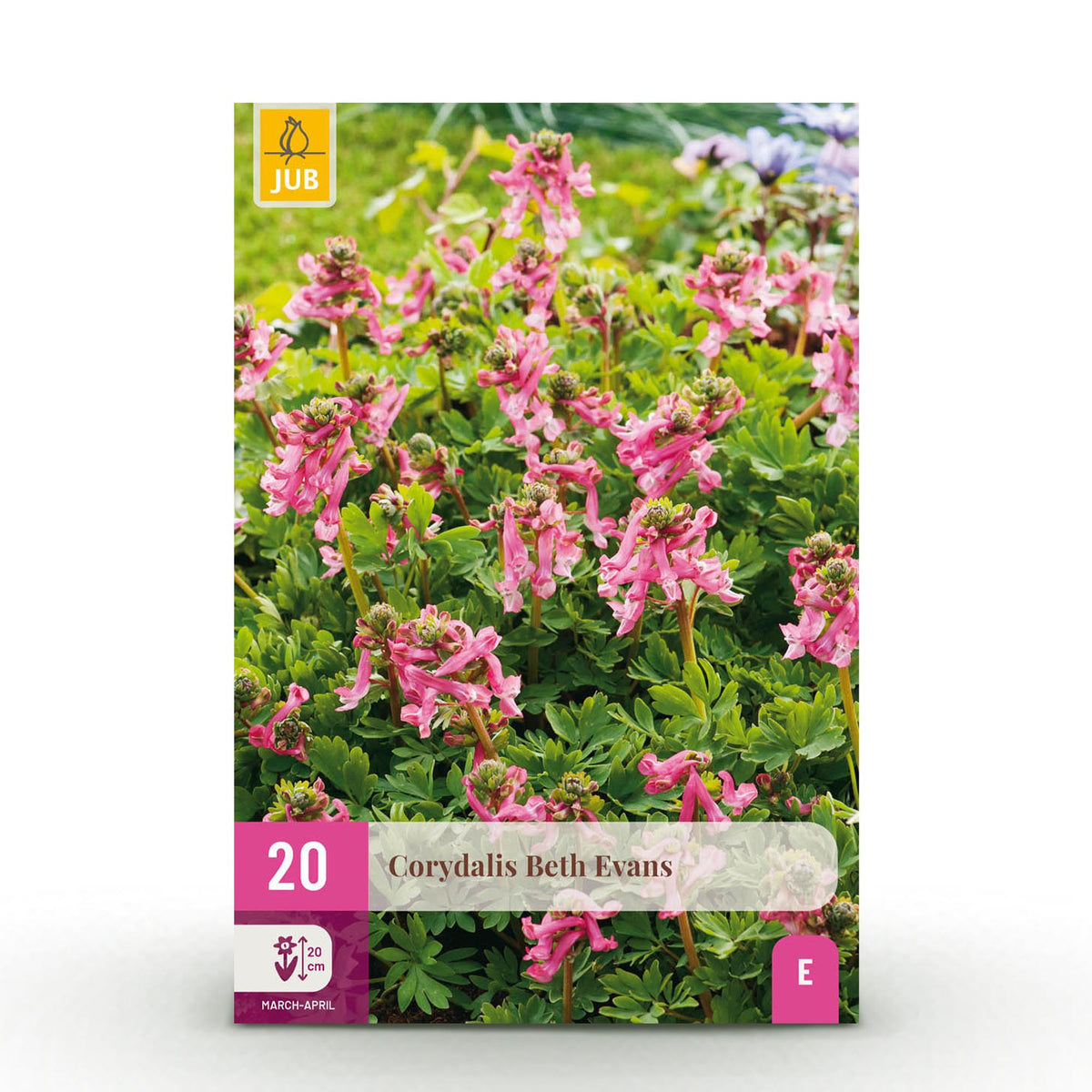 Green boutiQ - Blumenzwiebeln - Corydalis Beth Evans - Farbe Weiß und Lila - 20 Stück - Zwiebelgröße 6/7 - XXL-Packung