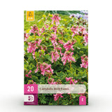 Green boutiQ - Blumenzwiebeln - Corydalis Beth Evans - Farbe Weiß und Lila - 20 Stück - Zwiebelgröße 6/7 - XXL-Packung