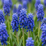 Muscari d'Arménie - 200 bulbes - calibre 7/8