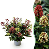 1x - Terrassenpflanze - Skimmia japonica Festival - Blüten Weiß & Rot - 15+ Blüten - 1 Pflanze - Winterhart - Topf 15cm Höhe 30cm