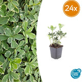 Pachysandra Variegata en godet - Pachysandra panaché - H 10-25 cm, pot Ø9 cm