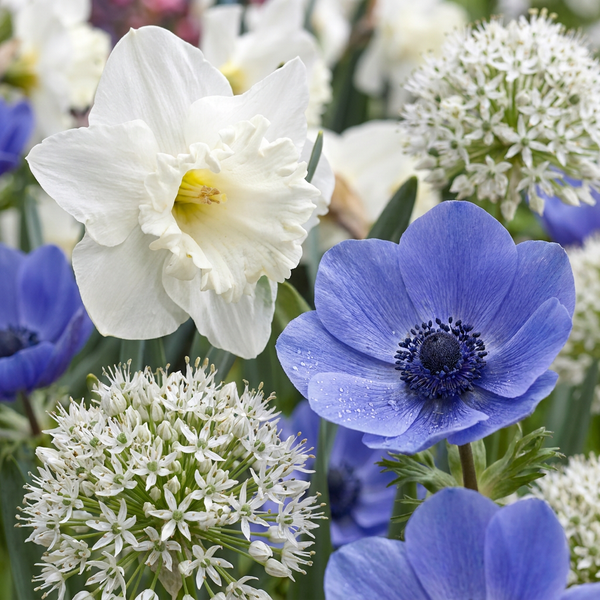 Mélange de bulbes à fleurs pour jardin ensoleillé - calibre 10/12