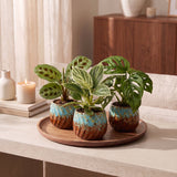 Baby plantes surprise avec cache-pots cuivre - lot de 3 mini plantes tropicales