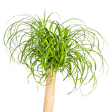 Beaucarnea Recurvata Stamm mit Korb Ø24cm - ↕80 - 100cm