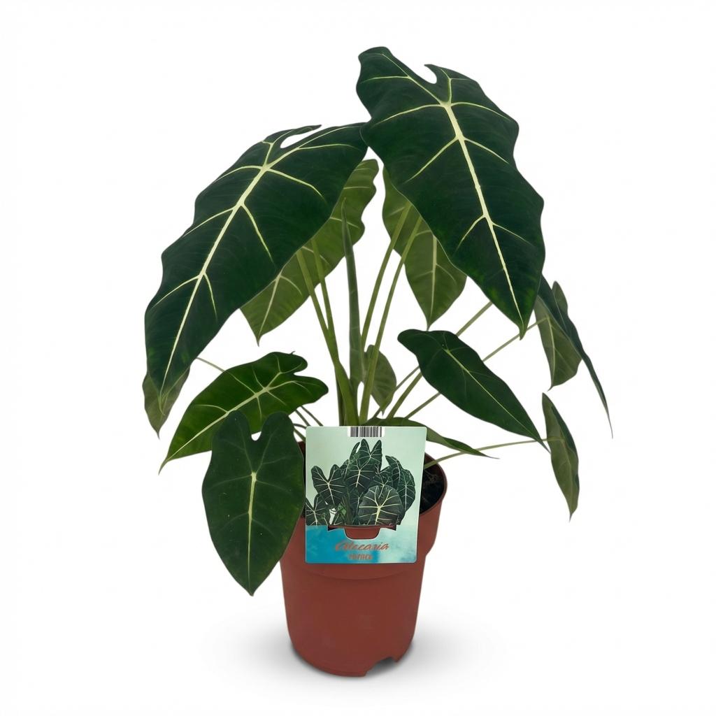 Green boutiQ - Zimmerpflanze - Elefantenohr - Alocasia Frydek - Grün - Pflegeleicht - 1 Pflanze - Topf 19cm - Höhe 60cm