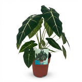 Green boutiQ - Zimmerpflanze - Elefantenohr - Alocasia Frydek - Grün - Pflegeleicht - 1 Pflanze - Topf 19cm - Höhe 60cm