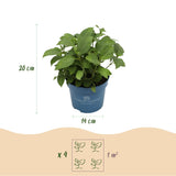 Green boutiQ - Gartenpflanze - Hortensie Endless Summer Blue - Pink - White - Winterhart - Blau - Rosa - Weiß - 3 Pflanzen - Topf 14cm - Höhe 20-25cm