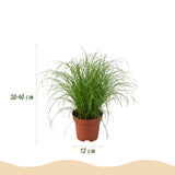 Green boutiQ - Zimmerpflanze - Grünlilie - Zyperngras - Blaufarn - Pfeilwurz - Mix aus 4 - Tierfreundliche Pflanzen - Grün - 4 Pflanzen - mit Korb - Topf 12cm - Höhe 25cm