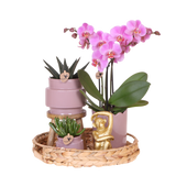 Orchidée Phalaenopsis rose-violet Mineral Frederikstad et 2 succulentes - coffret Desert Summer violet - pot Ø9 cm