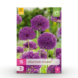 Green boutiQ - Blumenzwiebeln - Allium Purple Sensation - Farbe Lila - 15 Stück - Zwiebelgröße 10/12 - XXL Pack