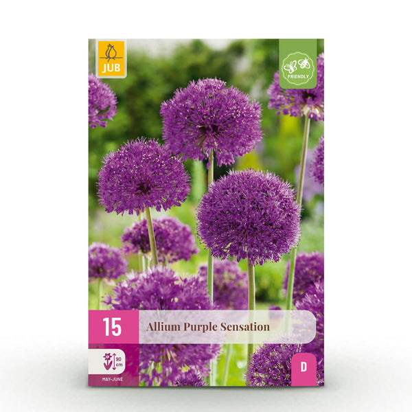 Green boutiQ - Blumenzwiebeln - Allium Purple Sensation - Farbe Lila - 15 Stück - Zwiebelgröße 10/12 - XXL Pack