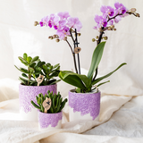 Kolibri Company | Pflanzenset Bloom Purple | Lila Vienna Orchidee + Grünpflanzen inkl. Übertöpfe