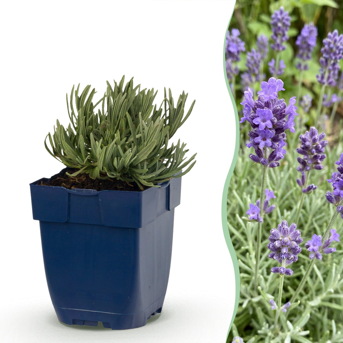 Lavande naine Dwarf Blue - Lavandula angustifolia - H 15-25 cm, pot Ø11 cm - photo 15