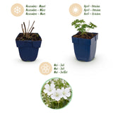 Géranium sanguin blanc Album - 12 plants - H 15-25 cm, pot Ø11 cm