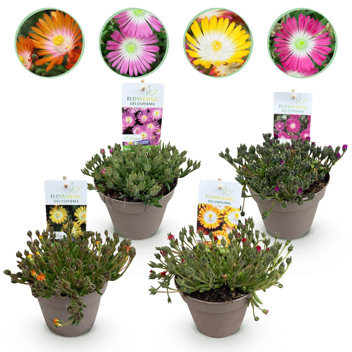 Green boutiQ - Bodendecker - Winterhart - Delosperma Jewel of Dessert - 4 Pflanzen - Farben Rot - Orange - Lila - Rosa - Pflegeleicht - Topf 14 Höhe 17
