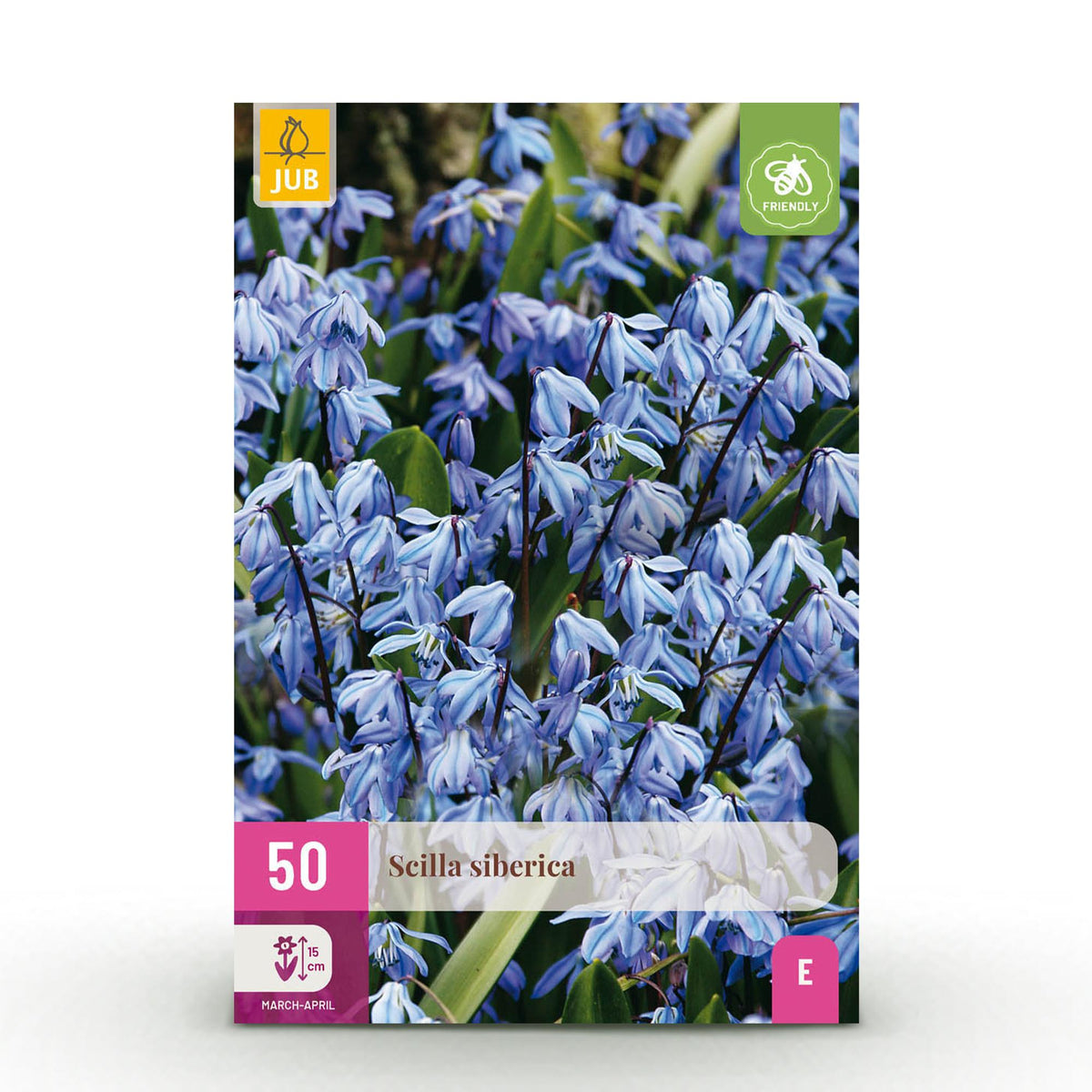 Green boutiQ - Blumenzwiebeln - Scilla Siberica - Farbe Violett - 50 Stück - Zwiebelgröße 7/8 - XXL Pack